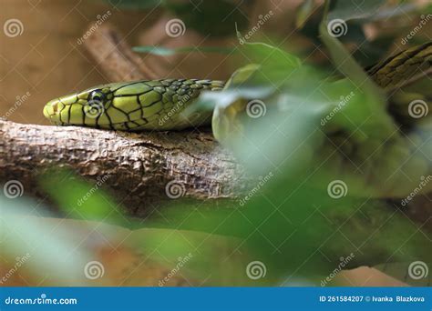 Western green mamba stock image. Image of western, dendroaspis - 261584207