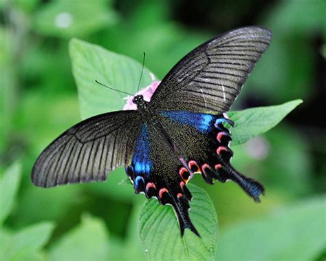 BORBOLETAS MAIS FASCINANTES DA NATUREZA - Coisas de Bicho | Fotos de ...