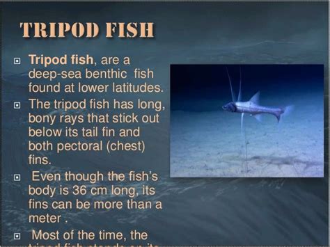 👍 Tripod fish adaptations. Tripod Fish Facts. 2019-01-27