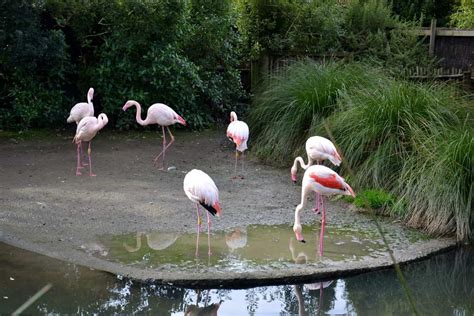 A Quick Visit To Auckland Zoo