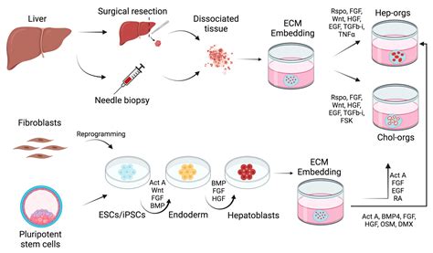 Biology | Free Full-Text | Liver Organoids: Updates on Disease Modeling and Biomedical Applications