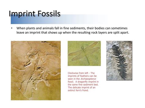 PPT - Fossils & History of Life PowerPoint Presentation, free download ...