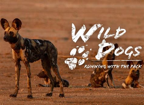 Wild Dogs: Running with the Pack TV Show Air Dates & Track Episodes - Next Episode