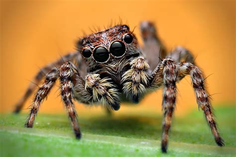 Jumping Spider Wallpapers Backgrounds