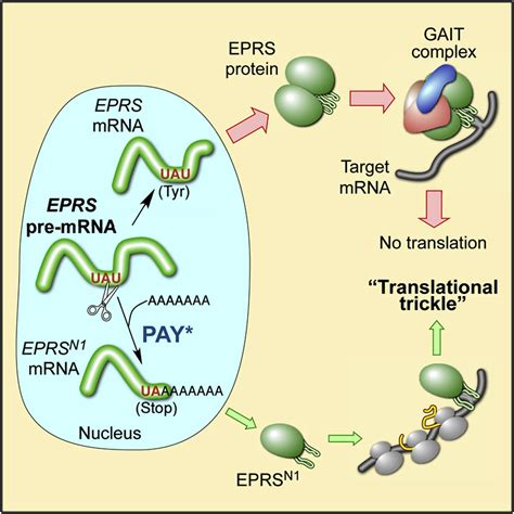 Coding Region Polyadenylation Generates a Truncated tRNA Synthetase that Counters Translation ...