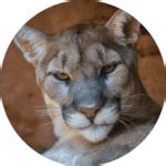 Blog Safari: Zoo Animal Stories - Phoenix Zoo
