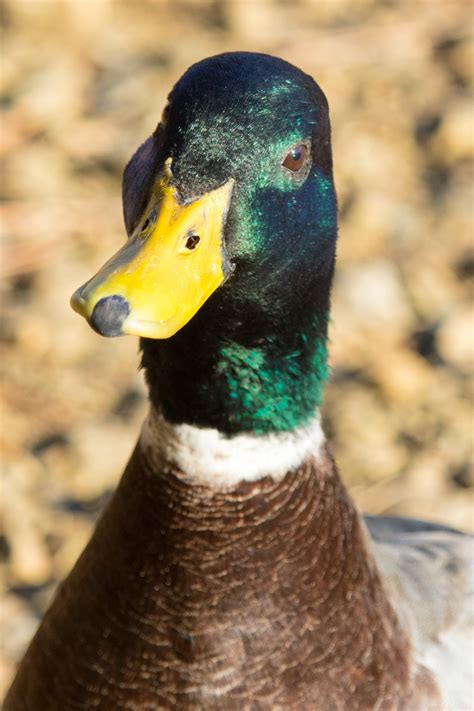 Mallard Duck Free Stock Photo - Public Domain Pictures