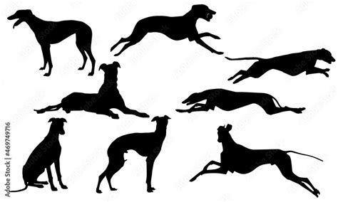 Greyhound Dog Silhouettes Greyhound Dog Stock Vector | Adobe Stock