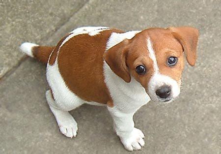 Jackabee (Jack Russell Terrier-Beagle Mix) Info, Puppies, Pictures