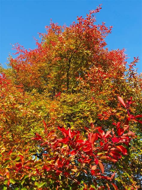 Colours of Autumn Fall - Beautiful Black Tupelo Tree in Front of Blue ...