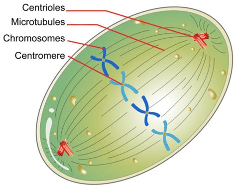 Mitosis and Cytokinesis ( Read ) | Biology | CK-12 Foundation