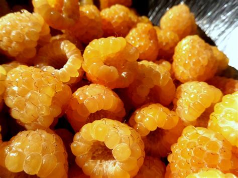 Teach Me to Walk: Personal Blog: Golden Raspberries