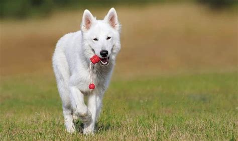 225+ Best White Dog Names (Unique Ideas)