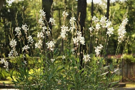 Gaura: location, pruning & overwintering - Plantura