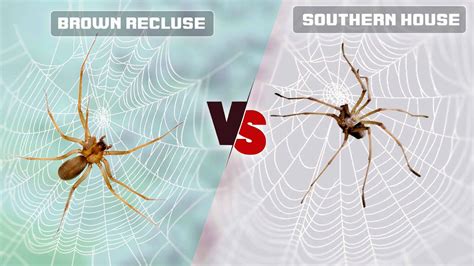 Southern House Spider vs Brown Recluse: What is Difference?