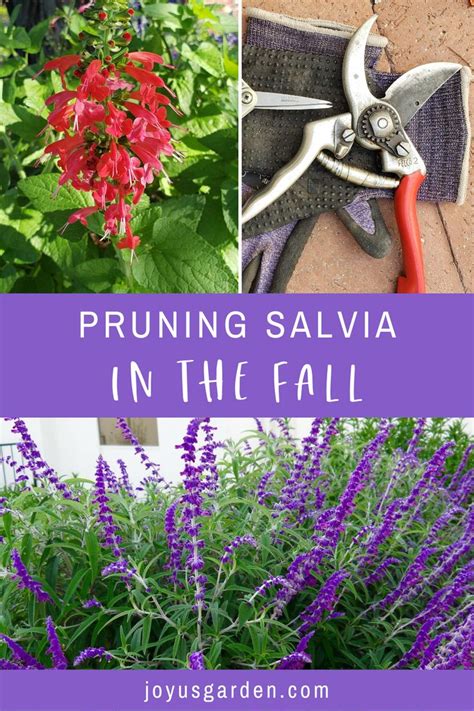 Pruning Salvias: How To Prune 3 Different Types of Salvias | Salvia ...