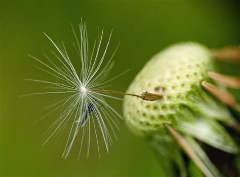 Dandelion seed | Dandelion seed, Dandelion, Seeds