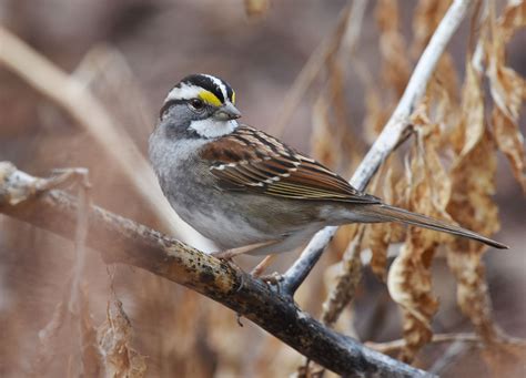 White-throated Sparrow | Audubon Field Guide