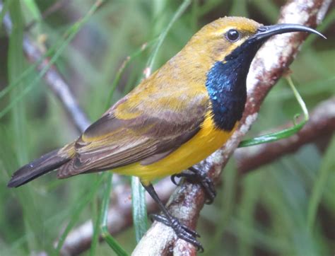 Sunbirds | Atherton Birdwatchers Cabin