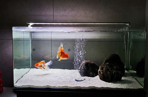 Goldfish Tank Size Guide (What's the Minimum Tank Size?)