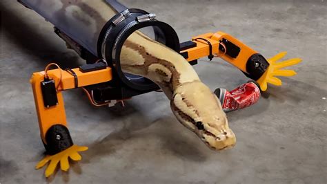 Engineer Gives Snakes Their Legs Back