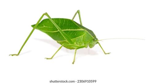 37,169 Stick Insect Images, Stock Photos, 3D objects, & Vectors | Shutterstock