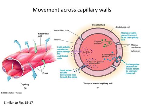 PPT - Elastic recoil of arteries PowerPoint Presentation - ID:2258944