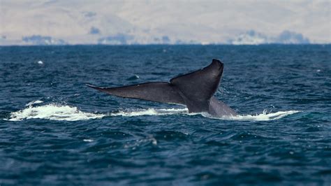 These Spooky Blue Whale Sounds Will Help Unlock Cetacean Secrets