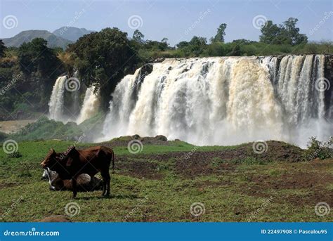 Waterfalls in Ethiopia stock photo. Image of nature, animal - 22497908