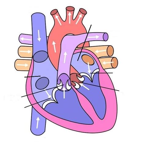 File:Diagram of the human heart (no labels).jpg - Wikimedia Commons