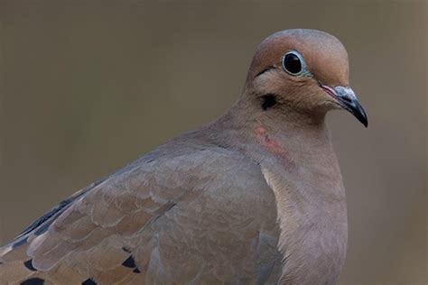 Mourning Dove: Bird Identification, Habits, Facts, Nesting - Bird Informer