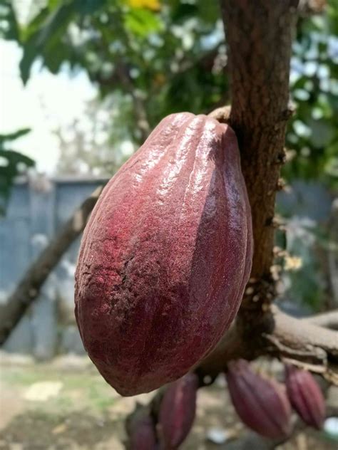 Tiny cacao flowers and fickle midges are part of a pollination puzzle ...