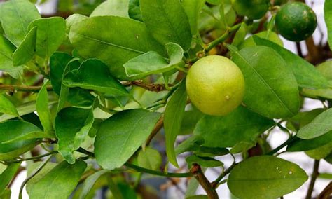 Key Lime Tree: Grow Your Own Pie - Epic Gardening