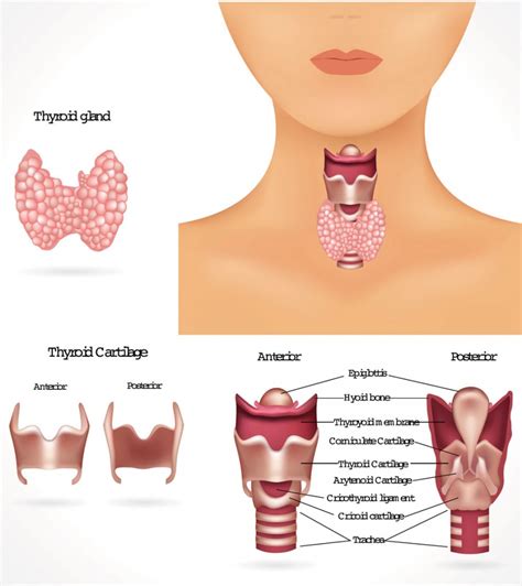 Thyroid Disease, Diagnosis and Treatment - Fort Worth ENT