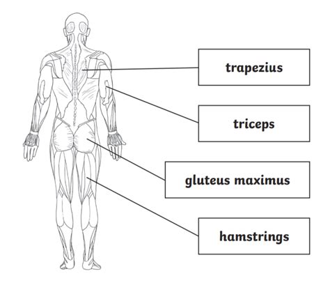 What is the largest muscle in the human body? Wiki - Twinkl