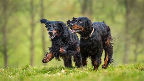 4 Setter dog breeds that make wonderful companions | PetsRadar