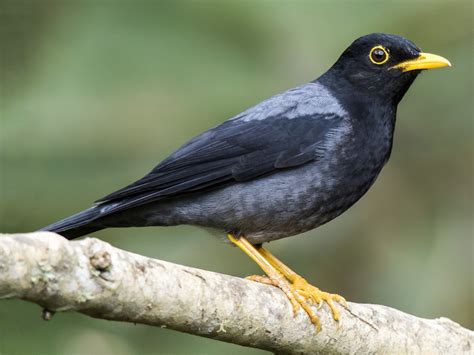 Yellow-legged Thrush - eBird