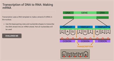 Transcription of DNA to RNA: Making mRNA Interactive for 7th - 8th Grade | Lesson Planet