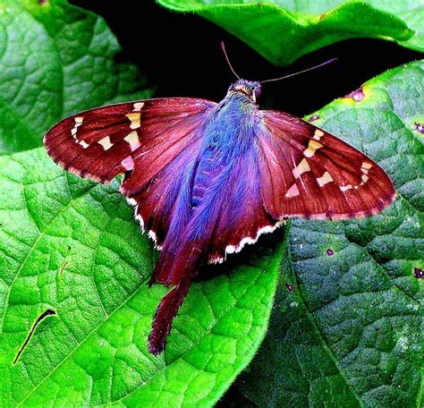 nature patch moth | Colorful moths, Most beautiful butterfly, Beautiful butterflies