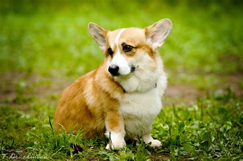 Cute Welsh Corgi by T-Solnechnaya on DeviantArt