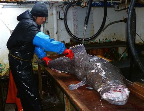 Peru establishes an annual Patagonian toothfish TAC of 161 tons ...