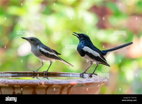 Male and female Oriental Magpie Robin perching on clay bowl of water Stock Photo - Alamy