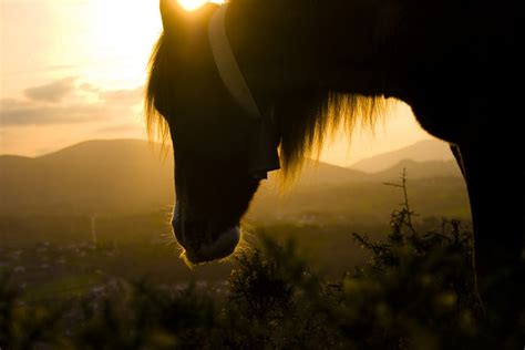 Backlight Photography