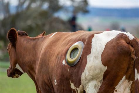 4,600+ Sick Cattle Stock Photos, Pictures & Royalty-Free Images - iStock