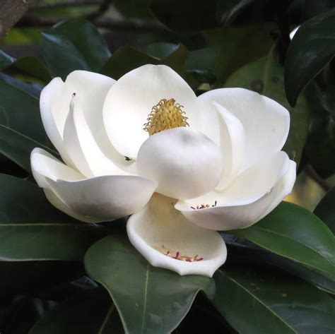 Magnolia Flower Meaning • Discover the most interesting facts about it