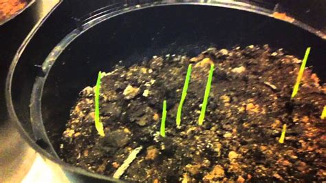 Washingtonia palm seedlings - YouTube