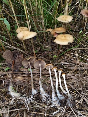 Psilocybe azurescens · iNaturalist