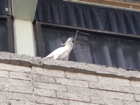 Determined Cockatoo Methodically Removes Strips of Anti-Bird Spikes ...