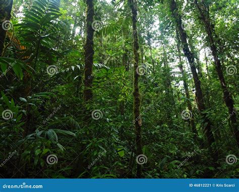 Colombia Rainforest stock image. Image of forest, colombian - 46812221