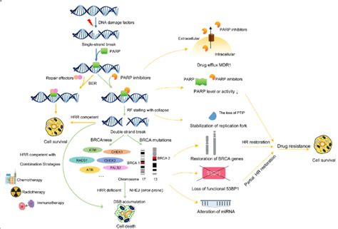 mal humor Vueltas y vueltas borde parp inhibitor mechanism of action ...